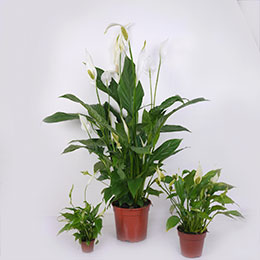 Spathiphyllum, Moon flower